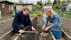 Drei Fehler beim Kartoffeln pflanzen, die deinen Ertrag halbieren können