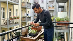 Nemesia aussäen und pflegen: so blüht sie von Mai bis zum ersten Frost