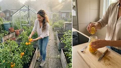 Gelbe Tomaten anbauen: 5 Sorten, die dein Beet zum Leuchten bringen