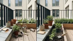 Diese 5 Kräuter halten Schädlinge vom Gemüsegarten fern – so platzierst du sie richtig