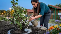 Johannisbeeren richtig düngen: so triffst du die besten Zeitfenster für mehr Ertrag