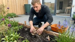 Diese 3 winterharten Zwiebelstauden kommen jedes Jahr wieder und sparen dir Arbeit